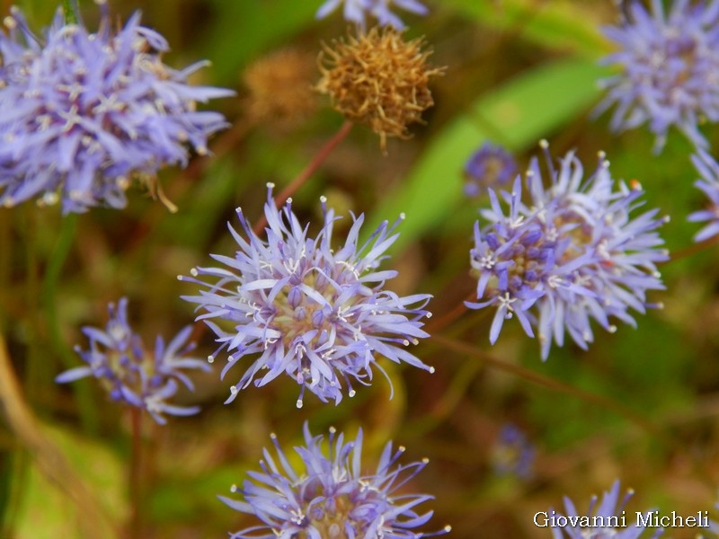 Globularia sp.